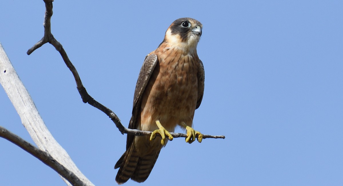 Australian Hobby - ML639751688