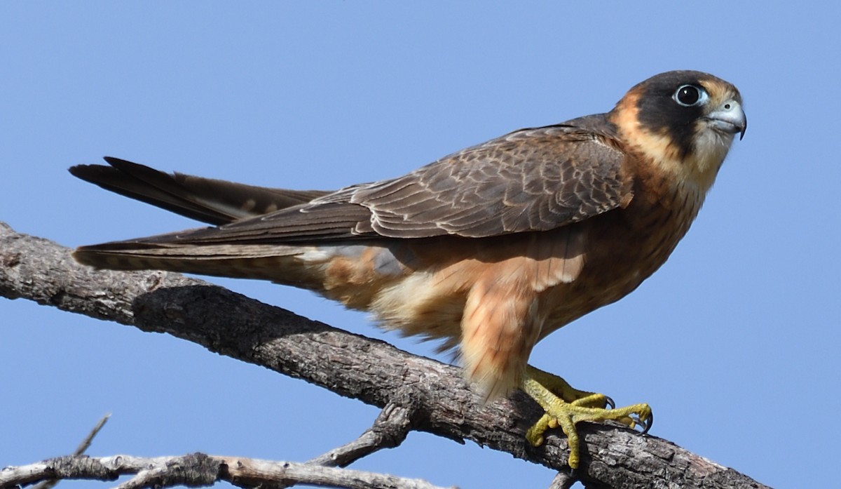 Australian Hobby - ML639751689