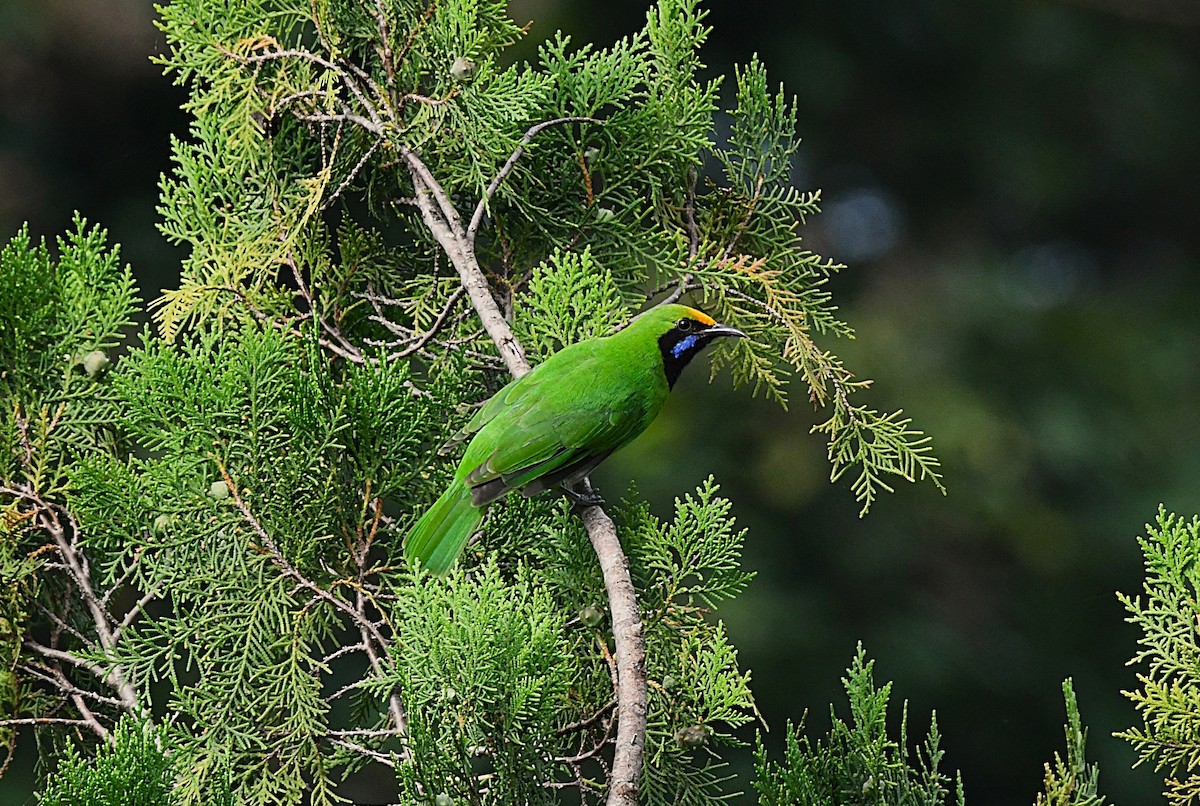Golden-fronted Leafbird - ML639751838