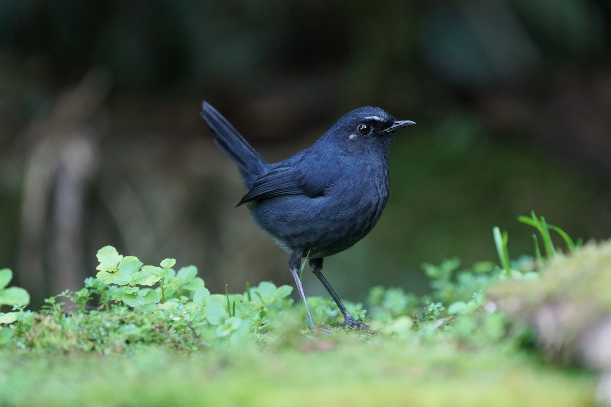 Bornean Shortwing - ML639751857