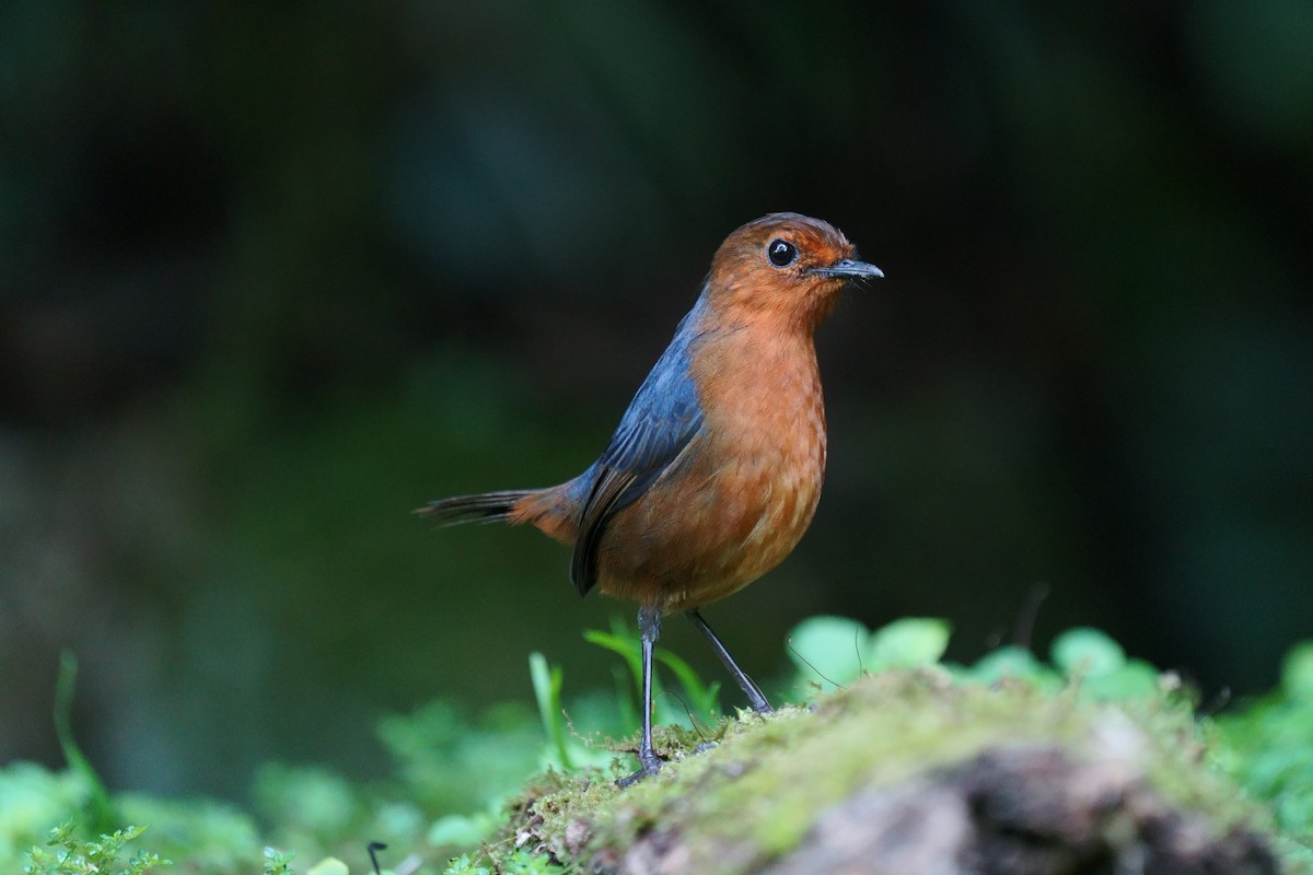 Bornean Shortwing - ML639751858
