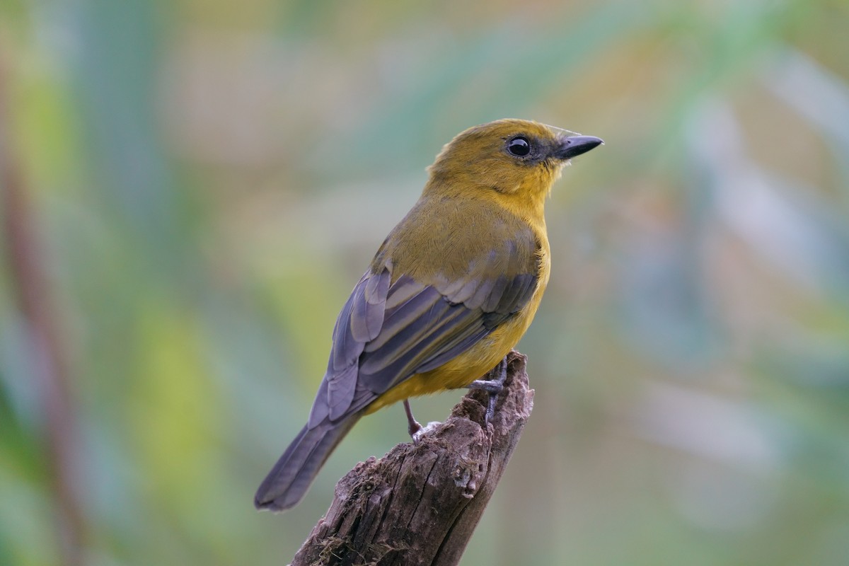 Bornean Whistler - ML639751887