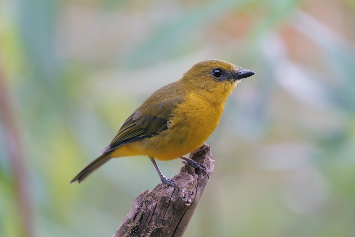 Bornean Whistler - ML639751888