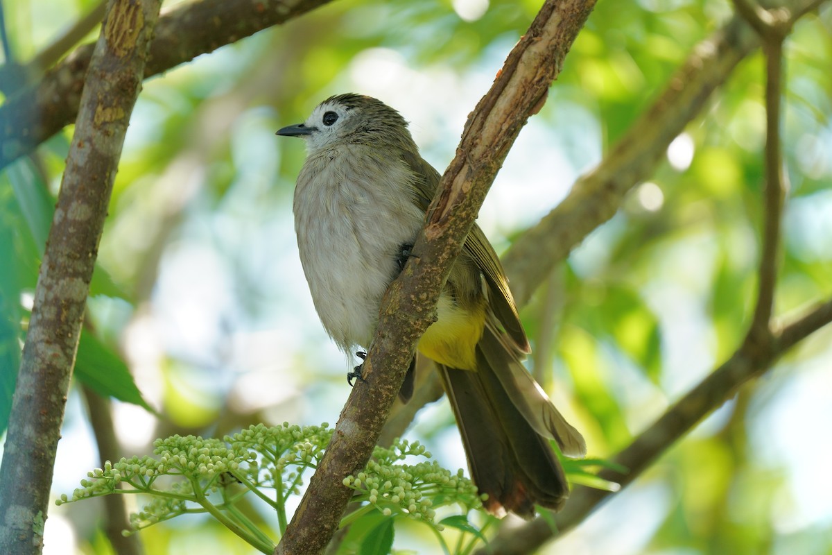 Bulbul à face pâle - ML639751962