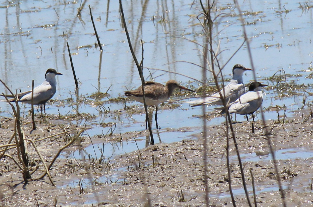 Black-tailed Godwit - ML63975201