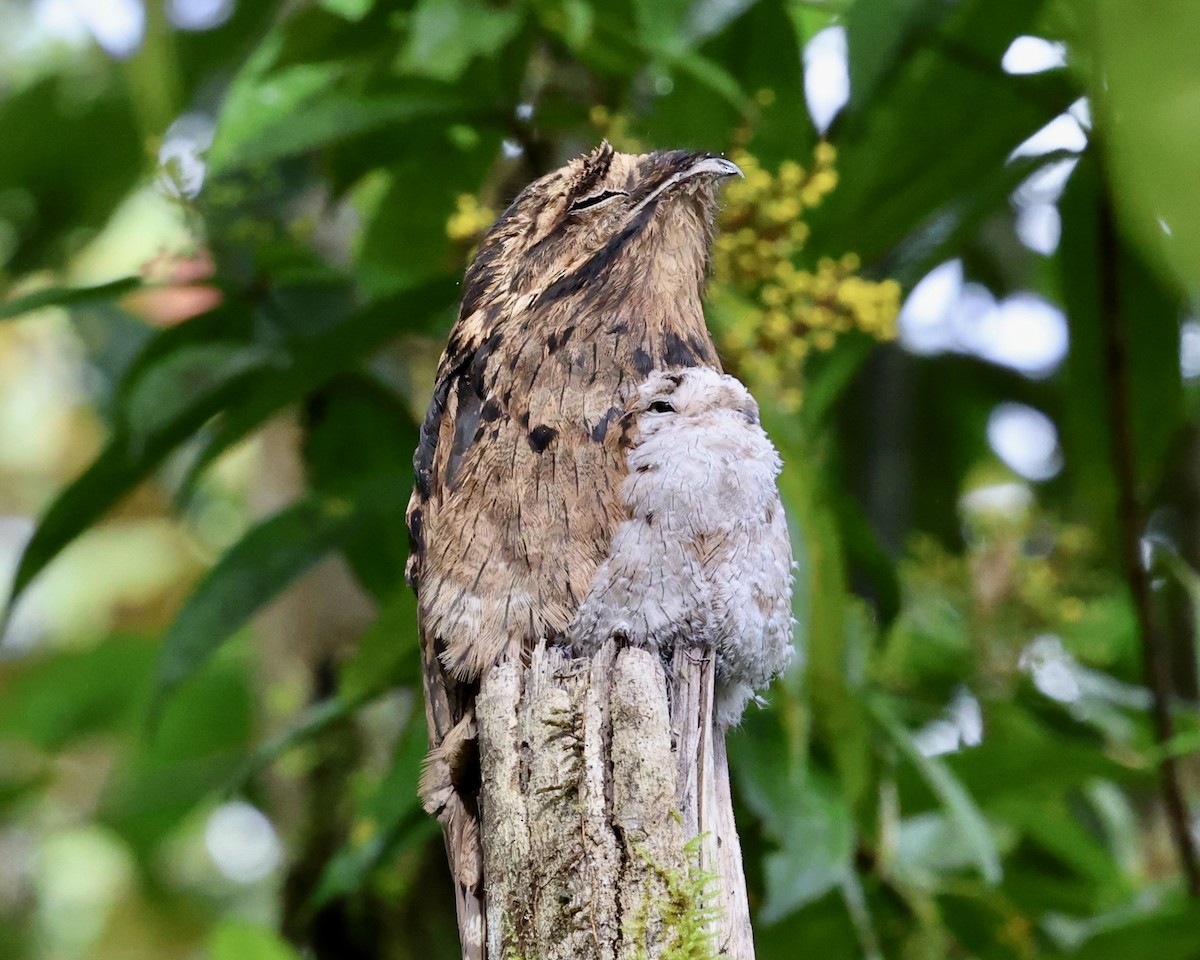 Common Potoo - ML639752030