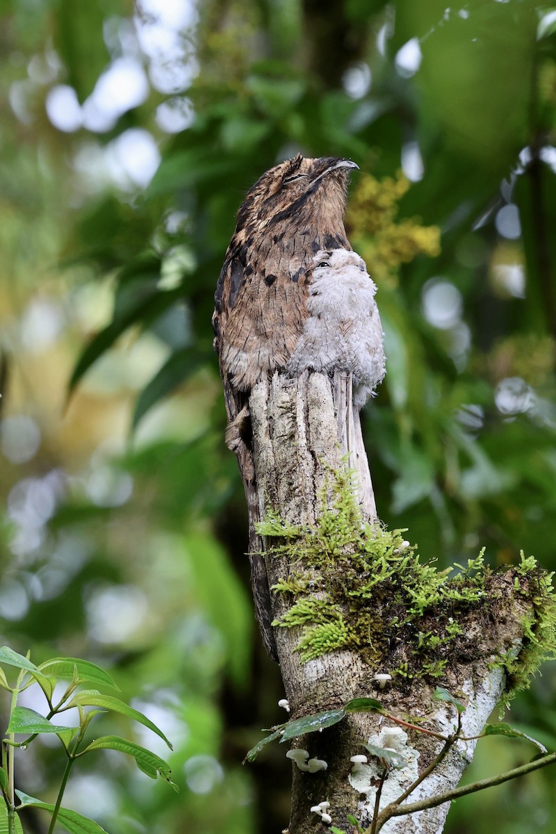 Common Potoo - ML639752041