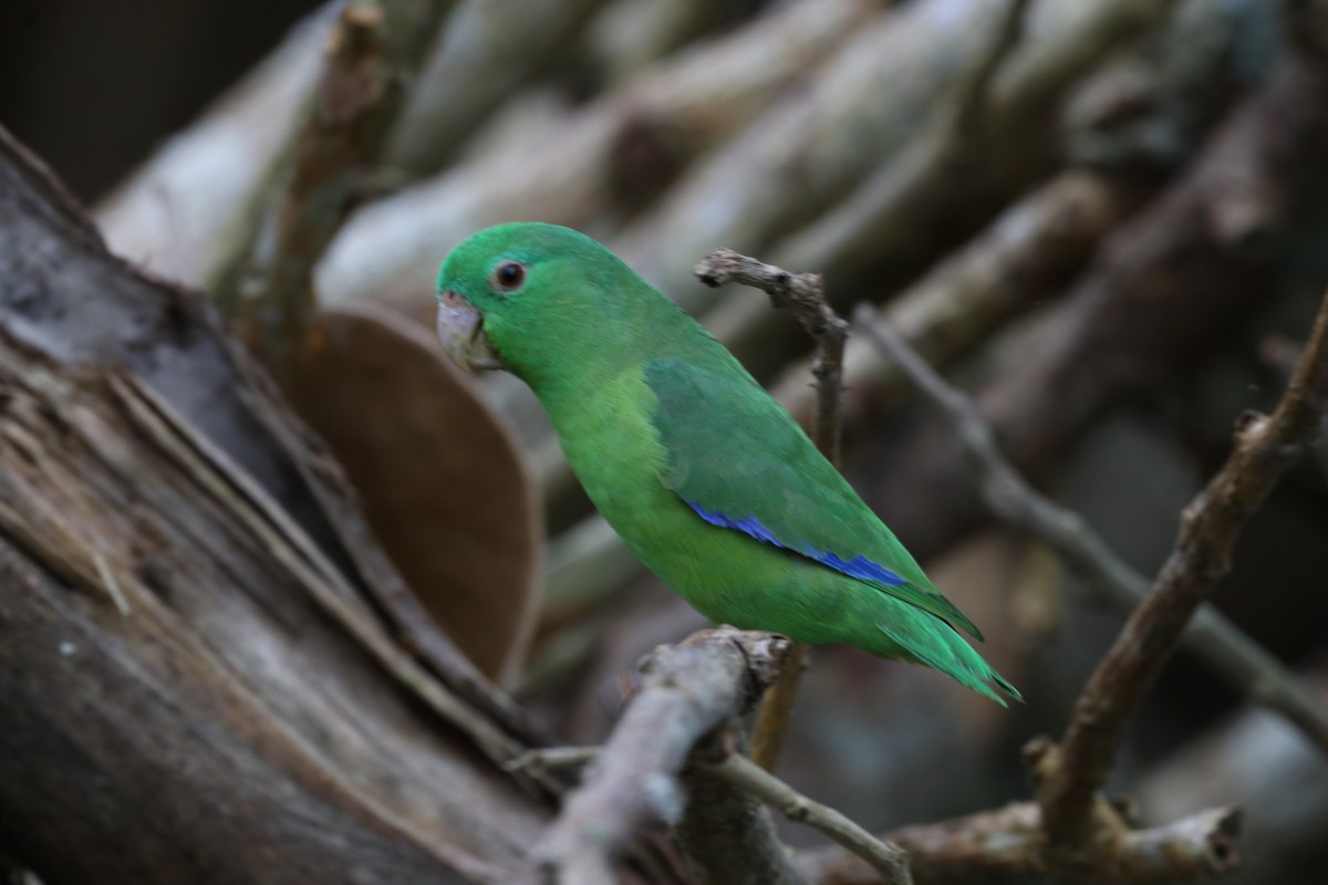 Riparian Parrotlet - ML639752047