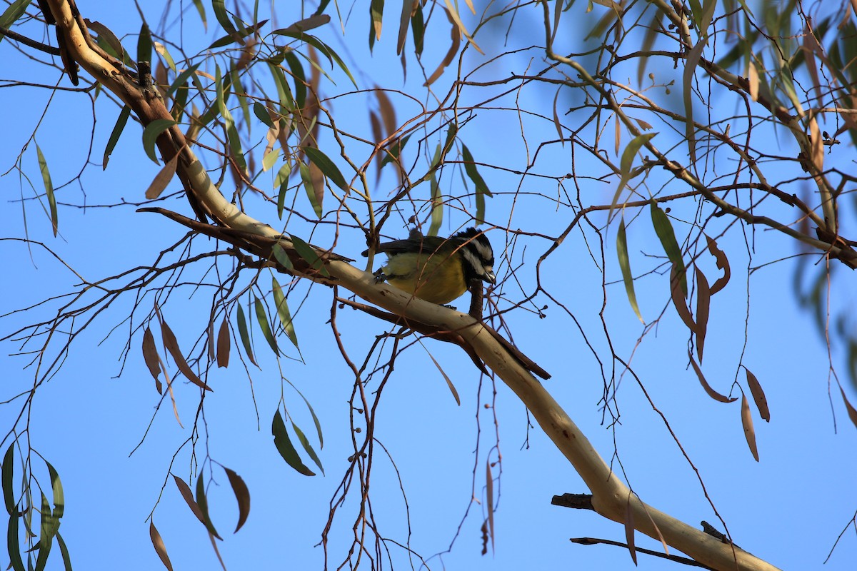 Eastern Shrike-tit - ML639752106