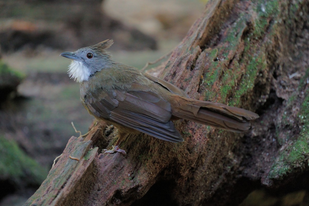 Penan Bulbul - ML639752123