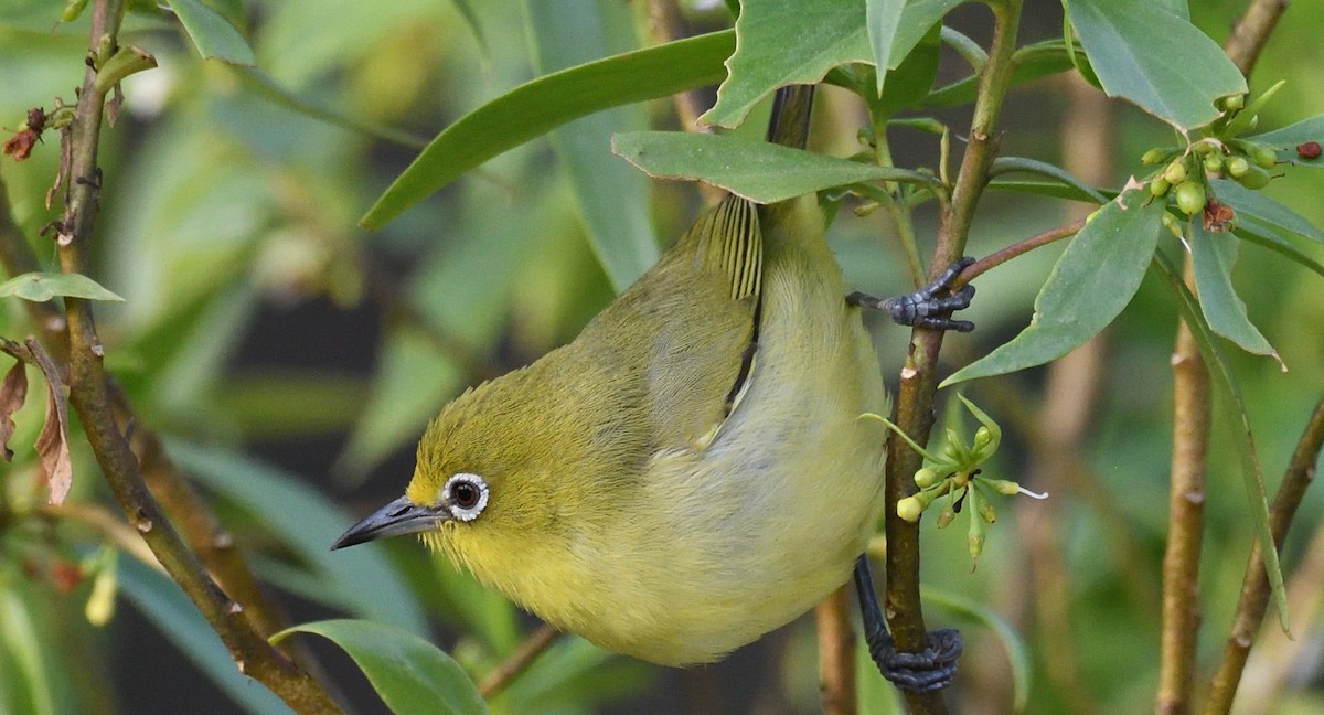 Australian Yellow White-eye - ML639752130