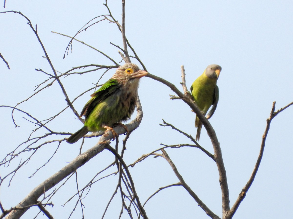 Lineated Barbet - ML639752137