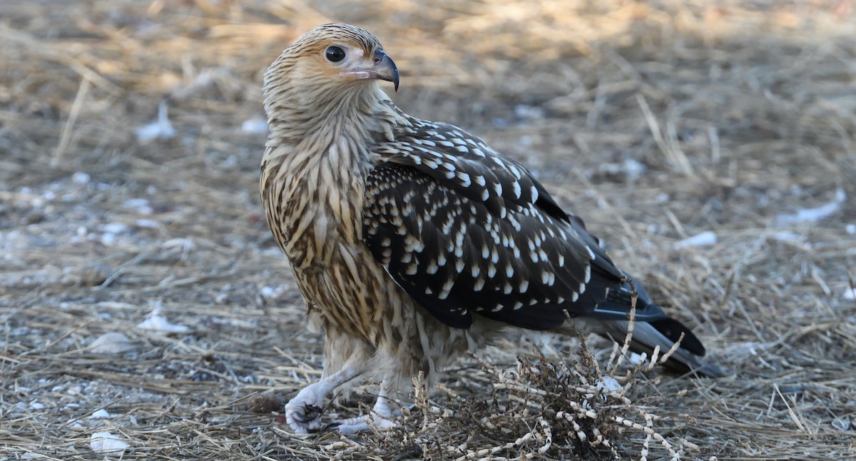 Whistling Kite - ML639752151