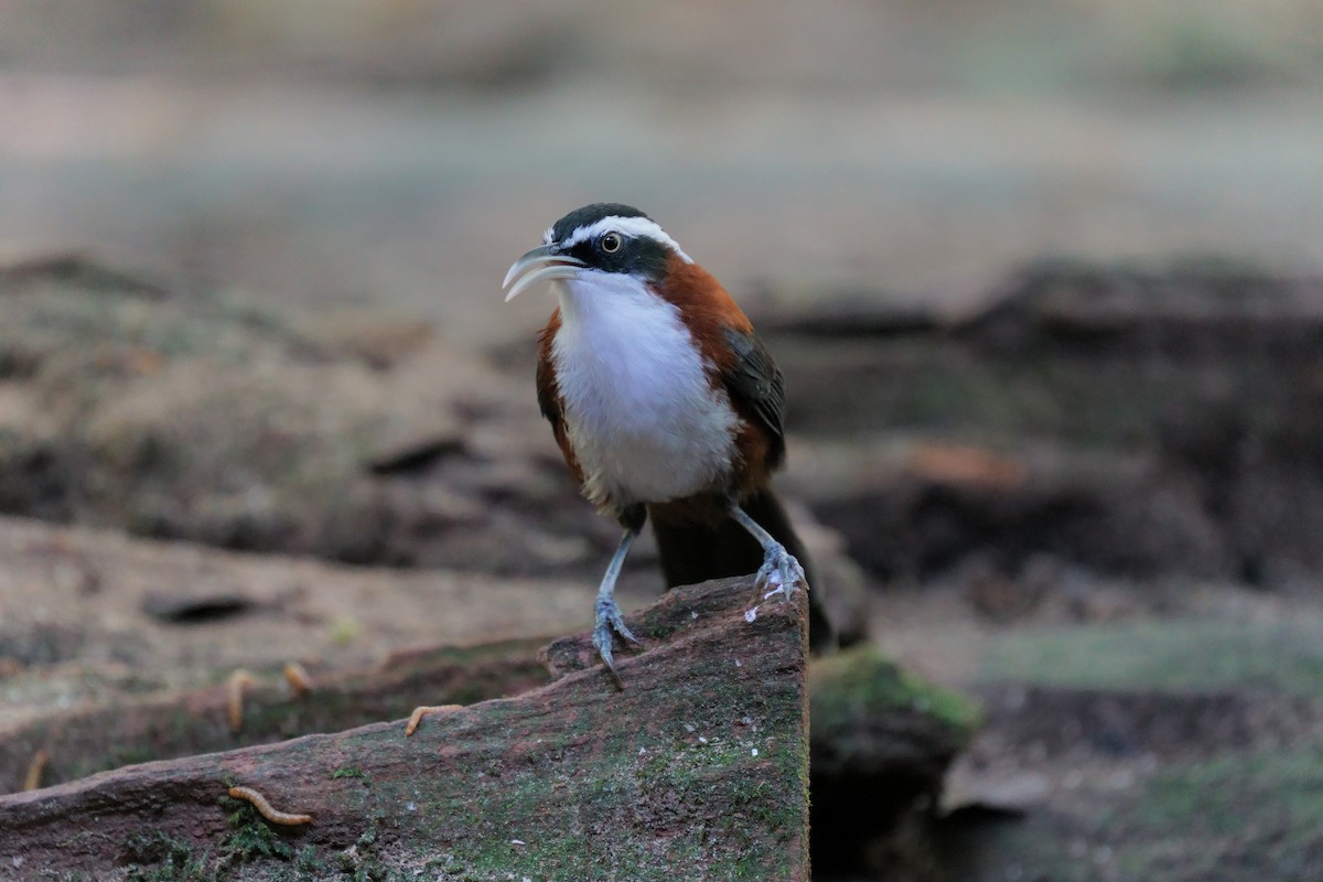 Sunda Scimitar-Babbler - ML639752153