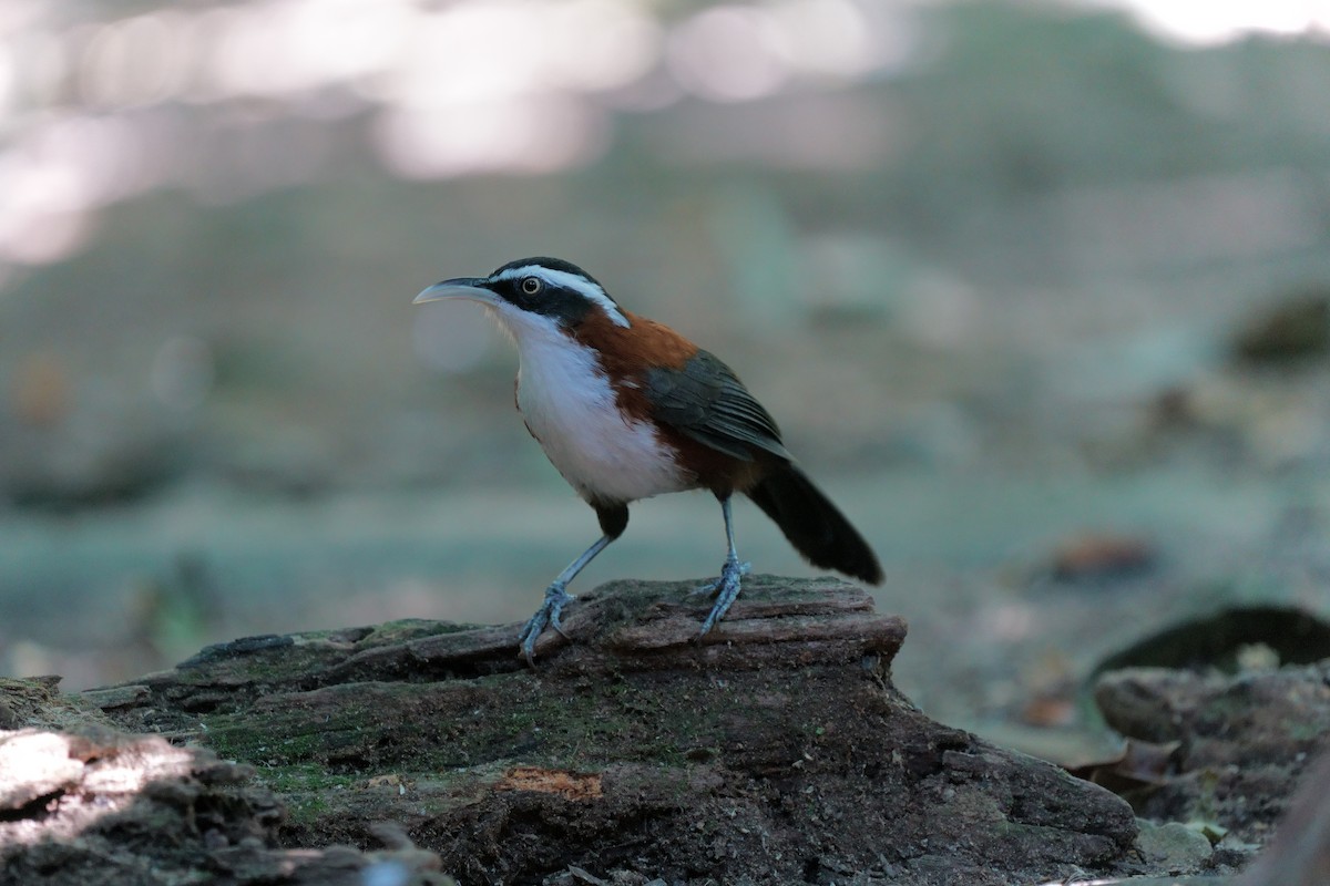Sunda Scimitar-Babbler - ML639752154