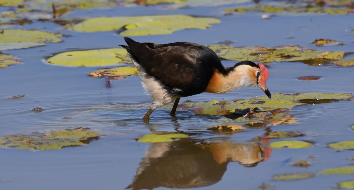 Comb-crested Jacana - ML639752223