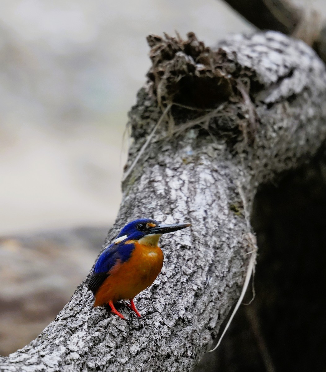 ルリミツユビカワセミ - ML639752252