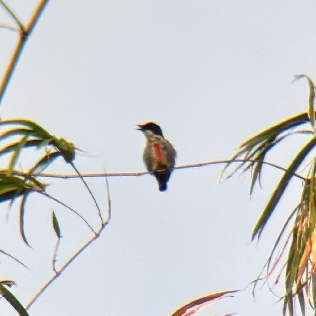 rødkjølblomsterfugl - ML639752291