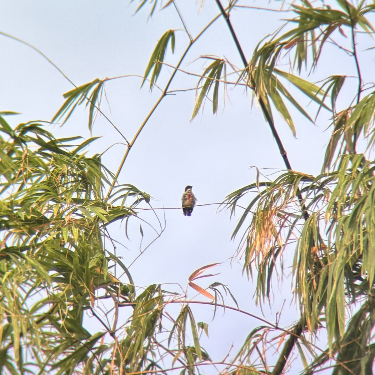 rødkjølblomsterfugl - ML639752292