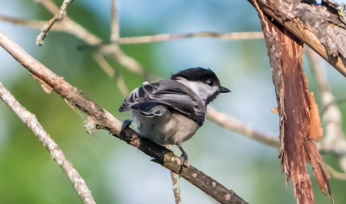 Black-capped Chickadee - ML639752326
