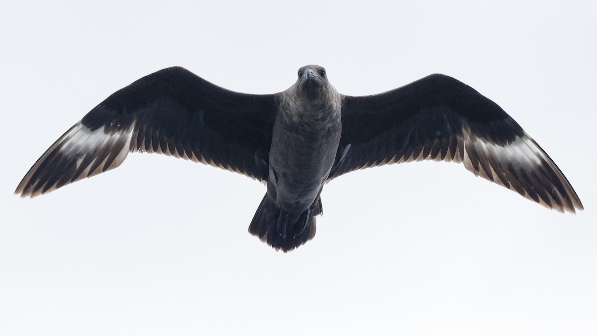 South Polar Skua - ML639752343