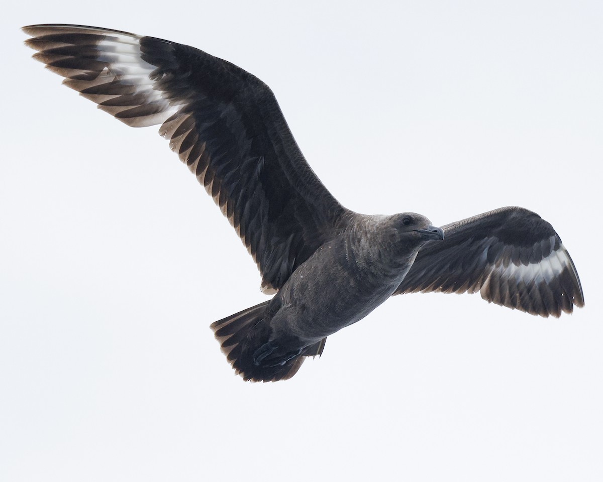 South Polar Skua - ML639752344