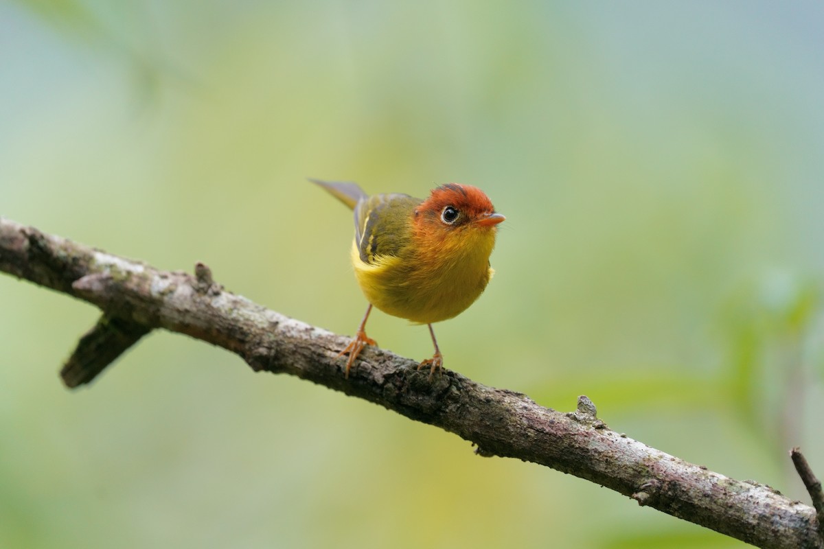 Yellow-breasted Warbler - ML639752356