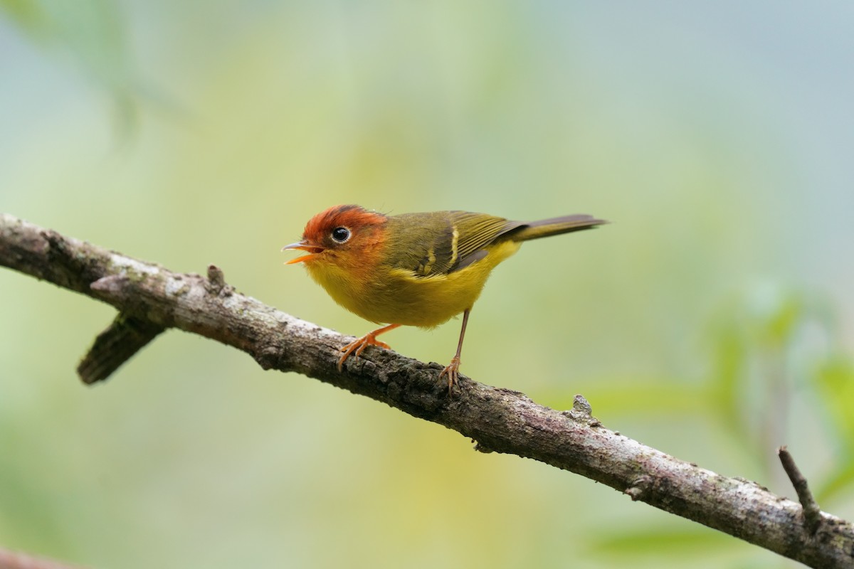 Yellow-breasted Warbler - ML639752357