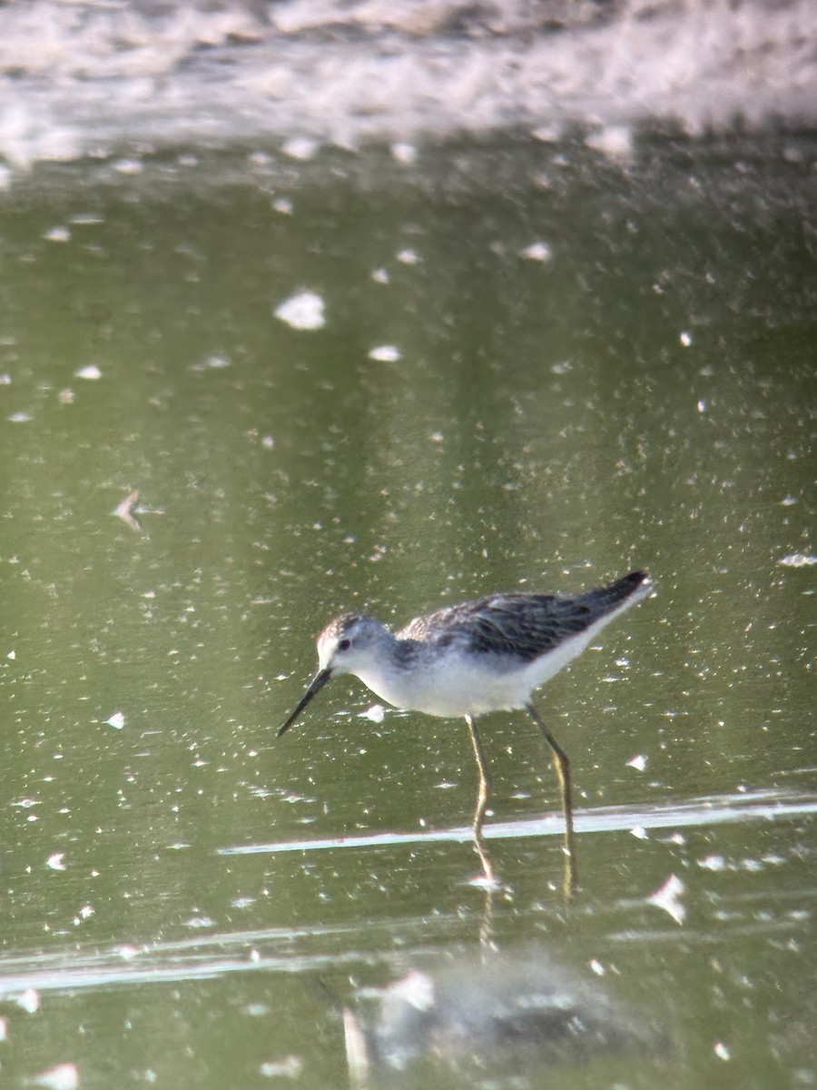Marsh Sandpiper - ML639752358