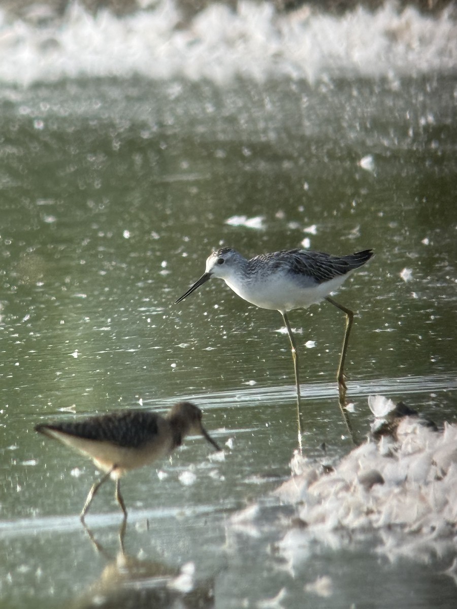 Marsh Sandpiper - ML639752359
