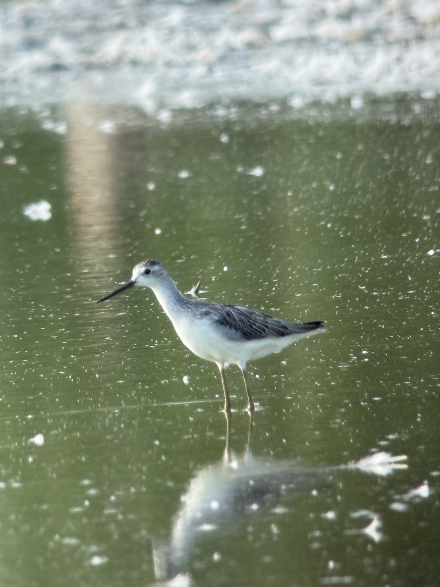 Marsh Sandpiper - ML639752360