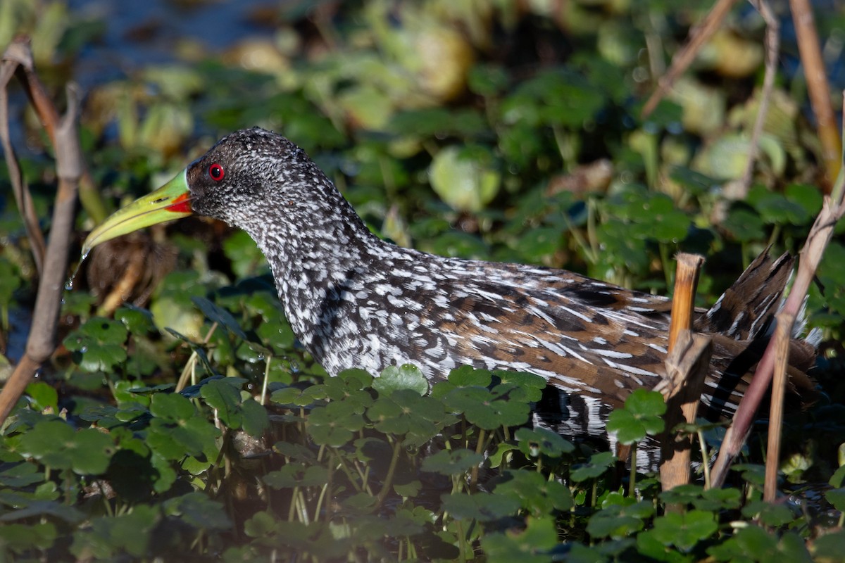 Spotted Rail - ML639752408