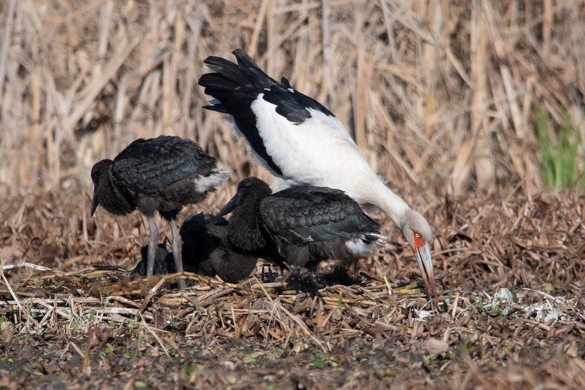 Maguari Stork - ML639752419