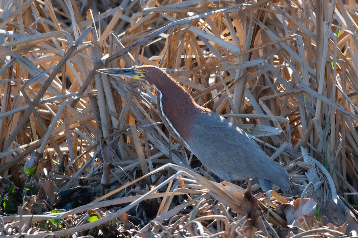Rufescent Tiger-Heron - ML639752426