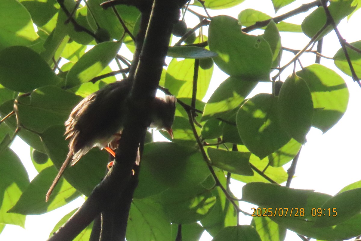 Indochinese Yuhina - ML639752471