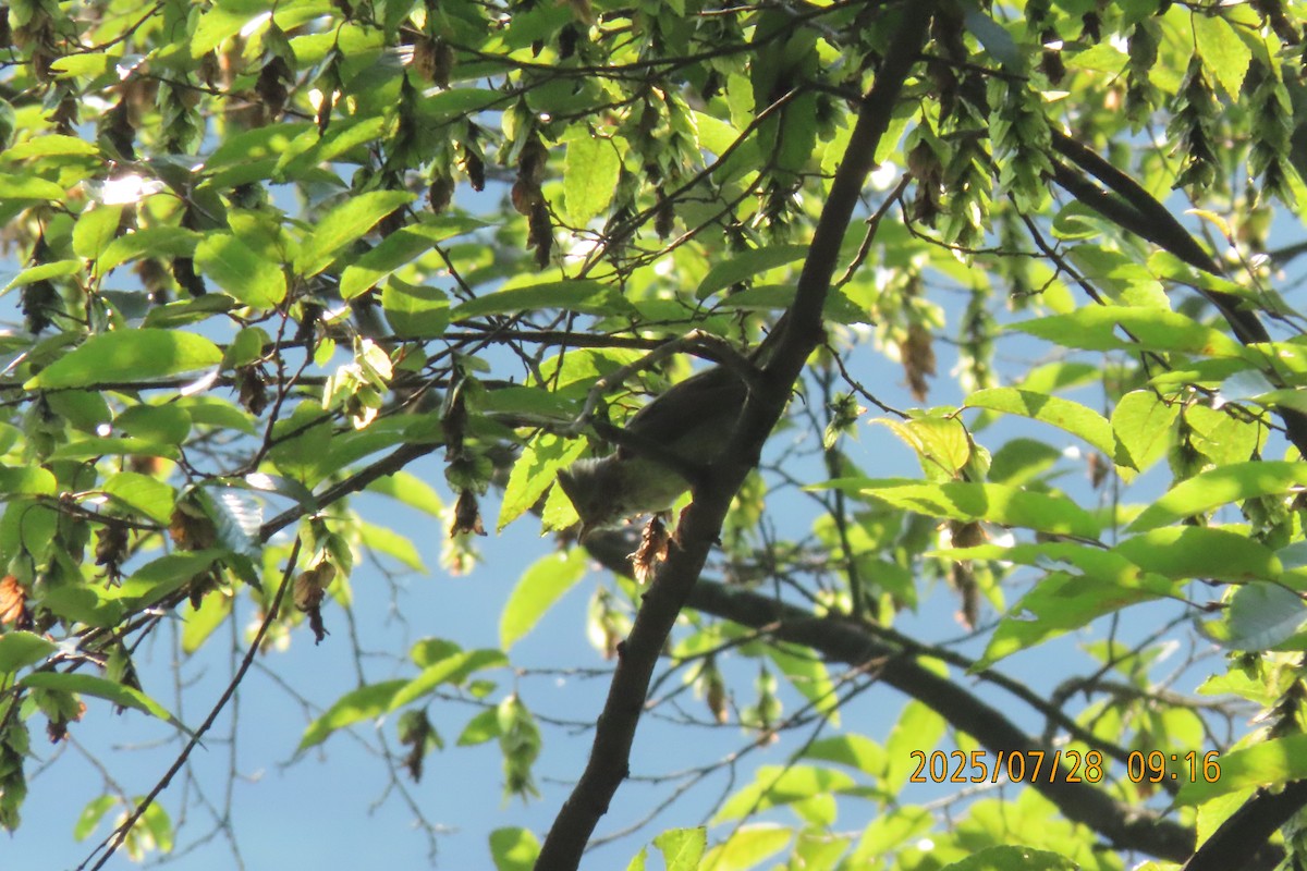 Indochinese Yuhina - ML639752472
