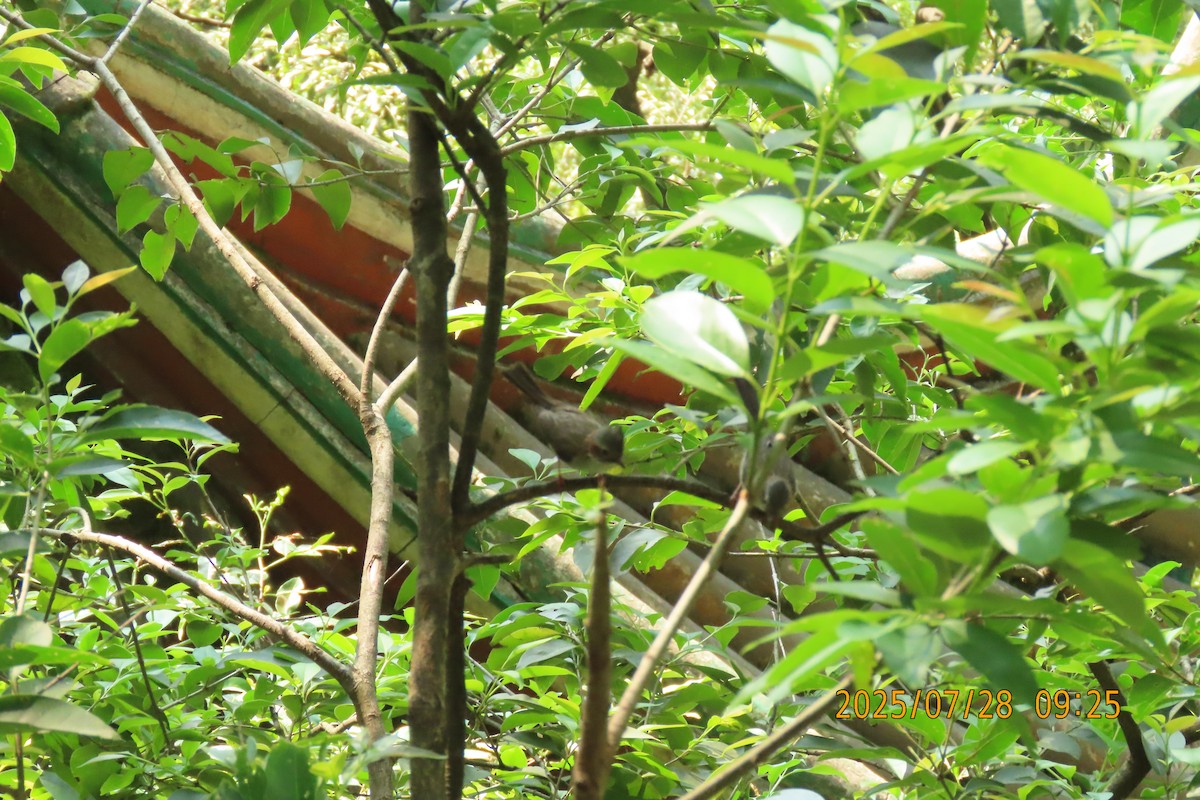 Indochinese Yuhina - ML639752473