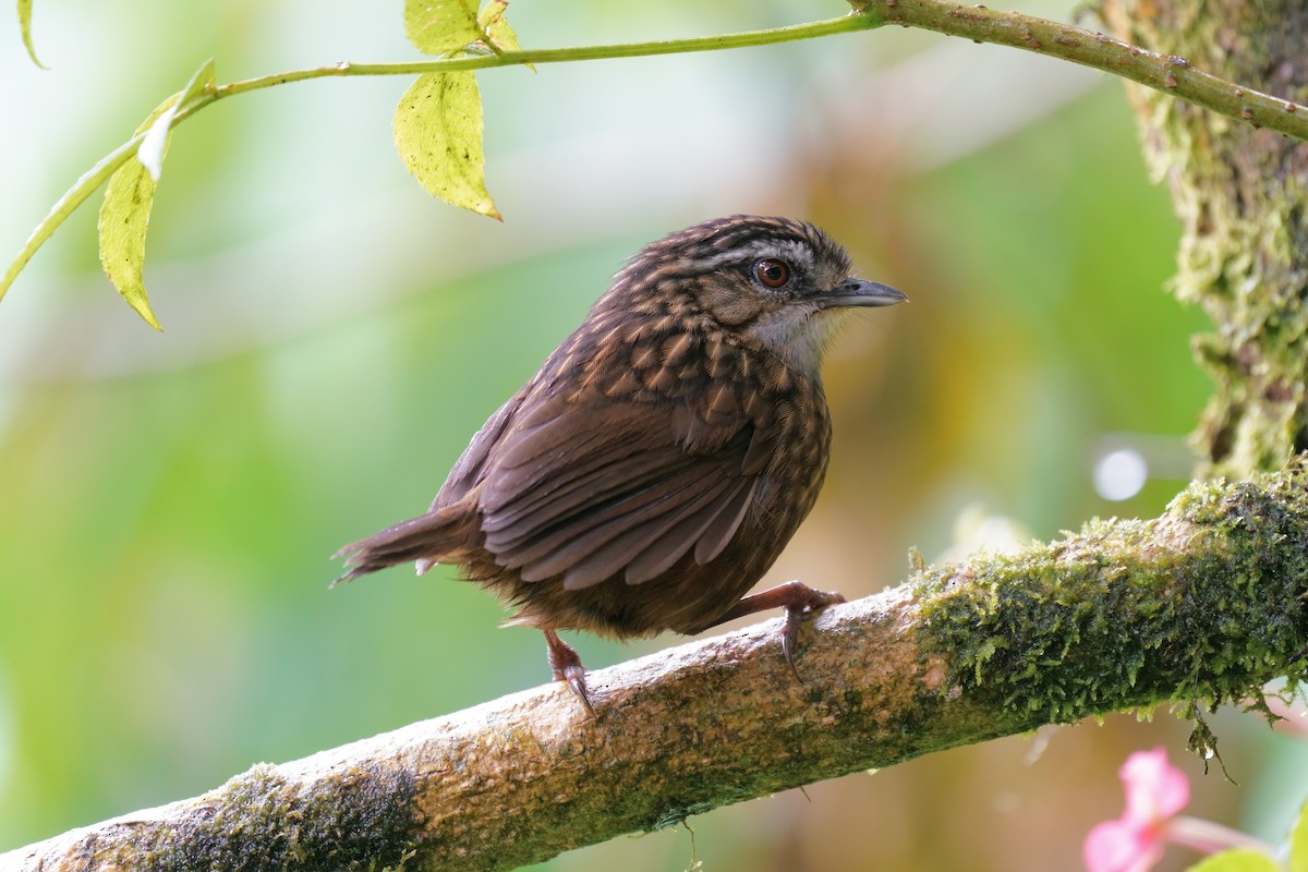 Mountain Wren-Babbler - ML639752515