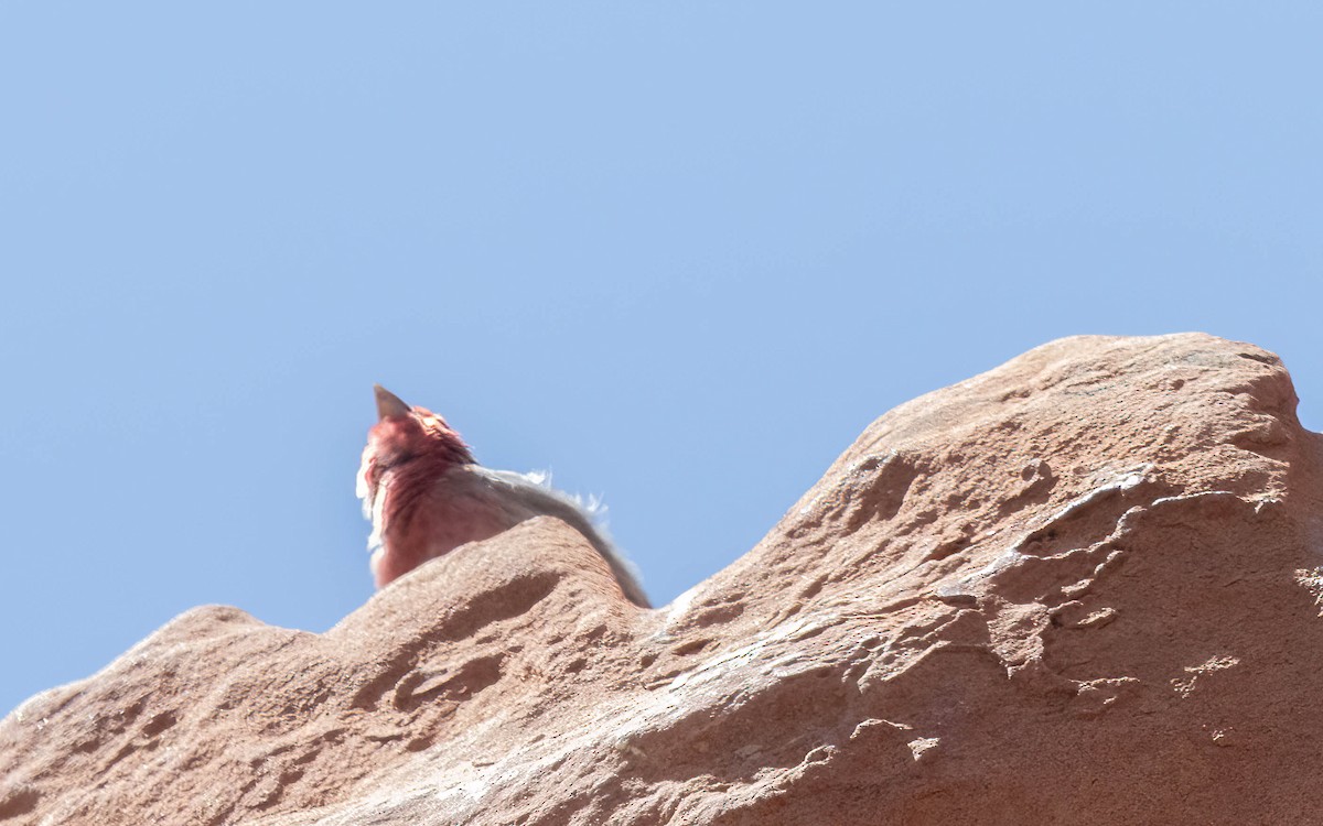 House Finch - ML639752551