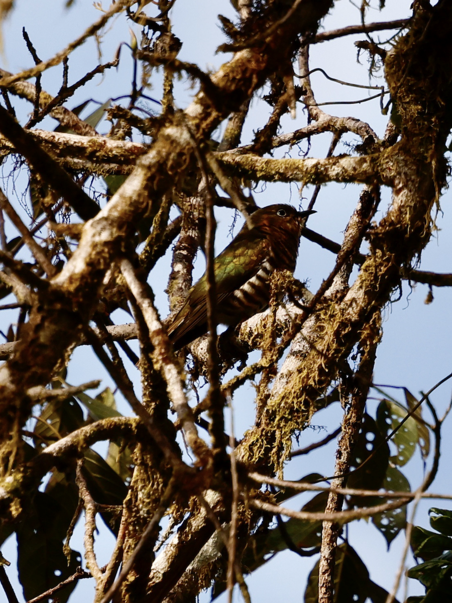 kukačka bělouchá - ML639752574