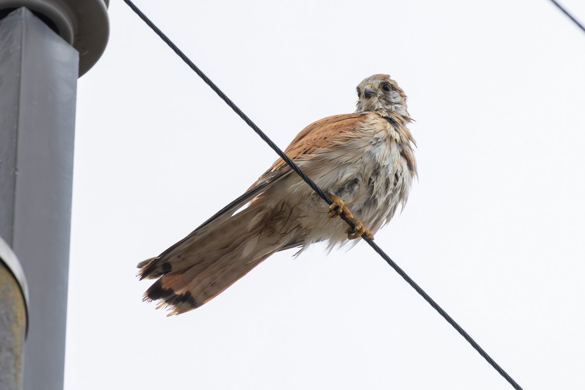 Nankeen Kestrel - ML639752598