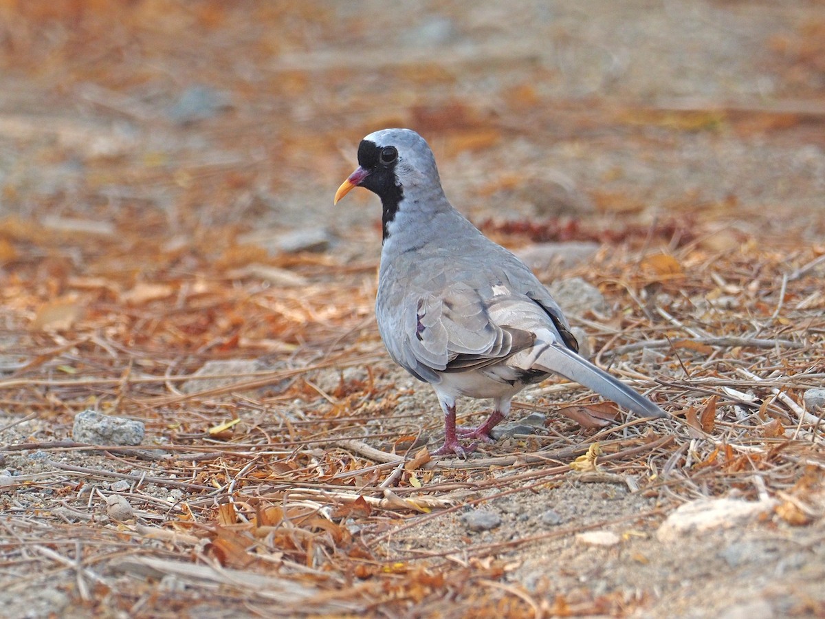 Namaqua Dove - ML639752600