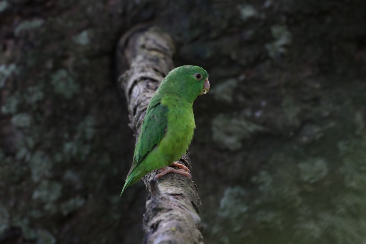 Riparian Parrotlet - ML639752669