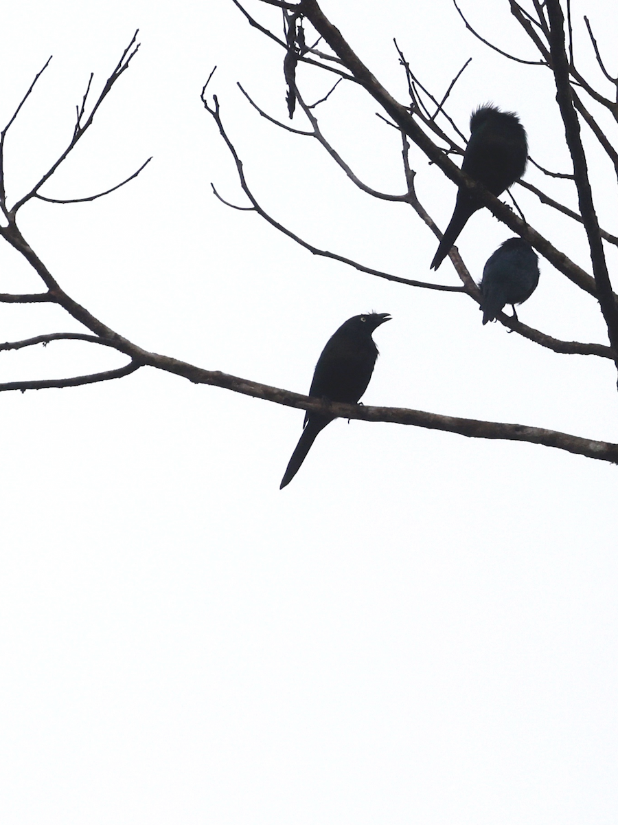 Yellow-eyed Starling - ML639752717