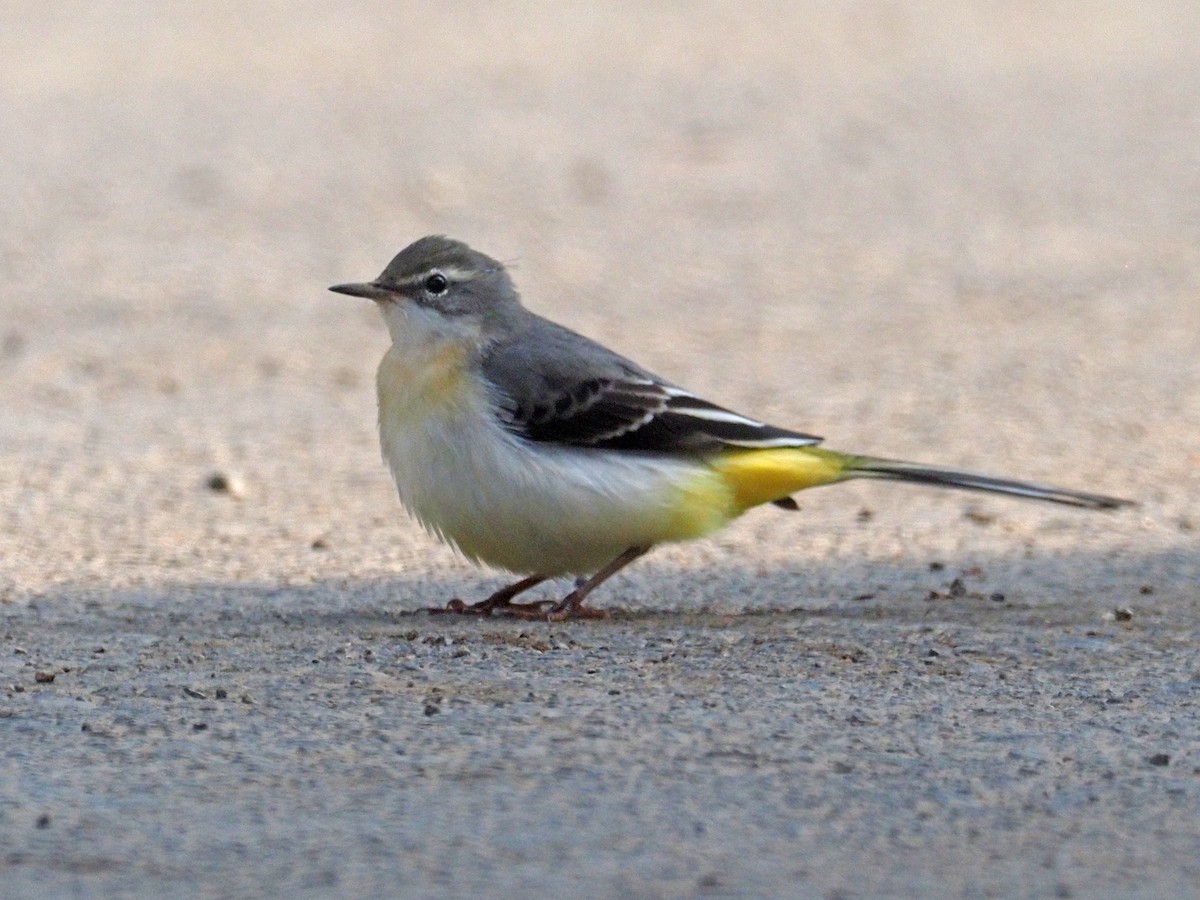 Gray Wagtail - ML639752741