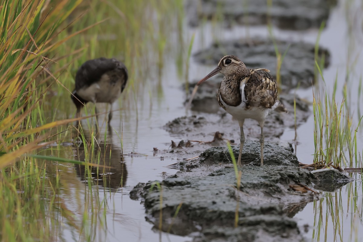 Greater Painted-Snipe - ML639752749