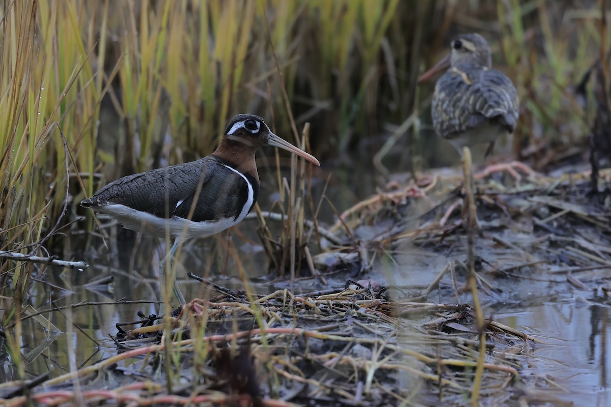 Greater Painted-Snipe - ML639752750