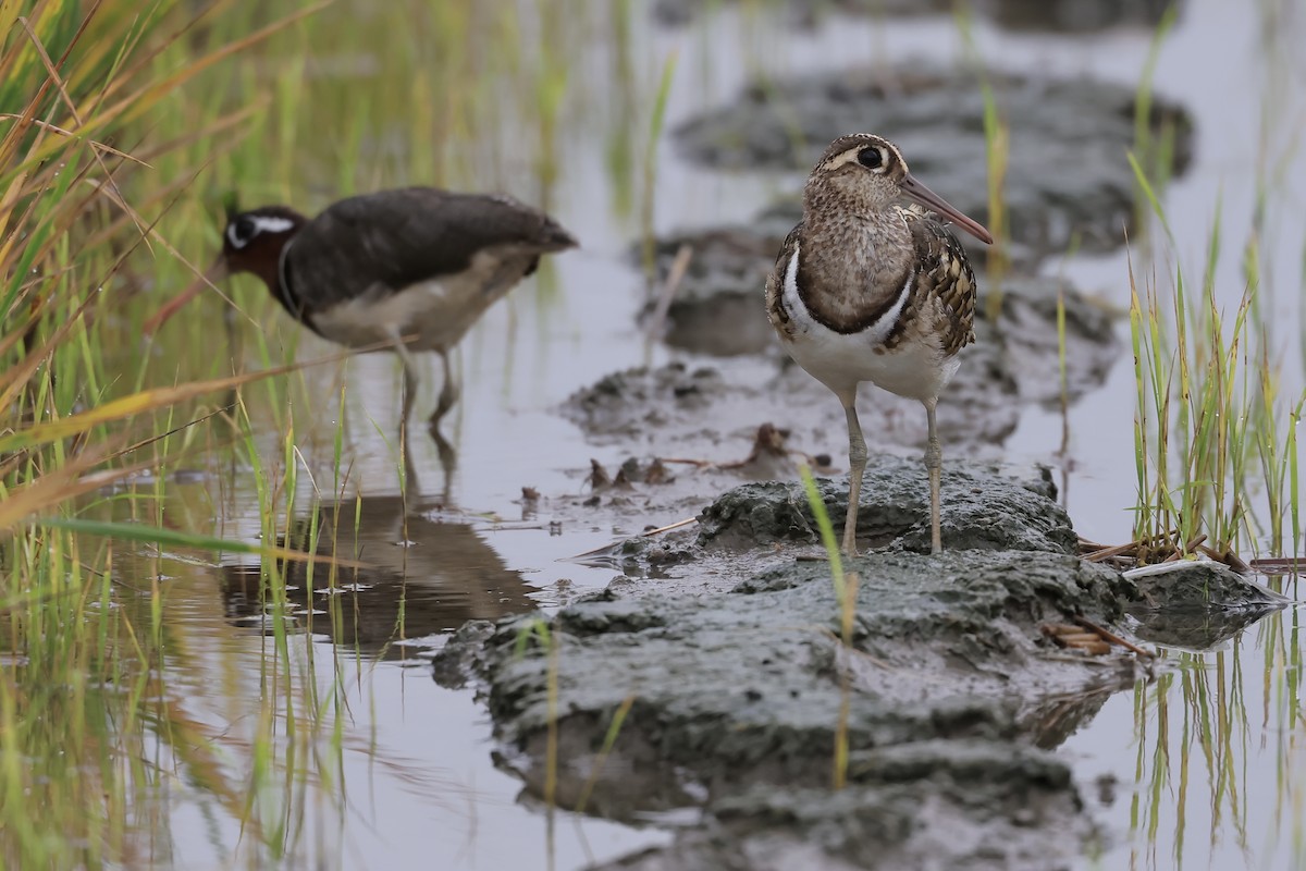 Greater Painted-Snipe - ML639752751