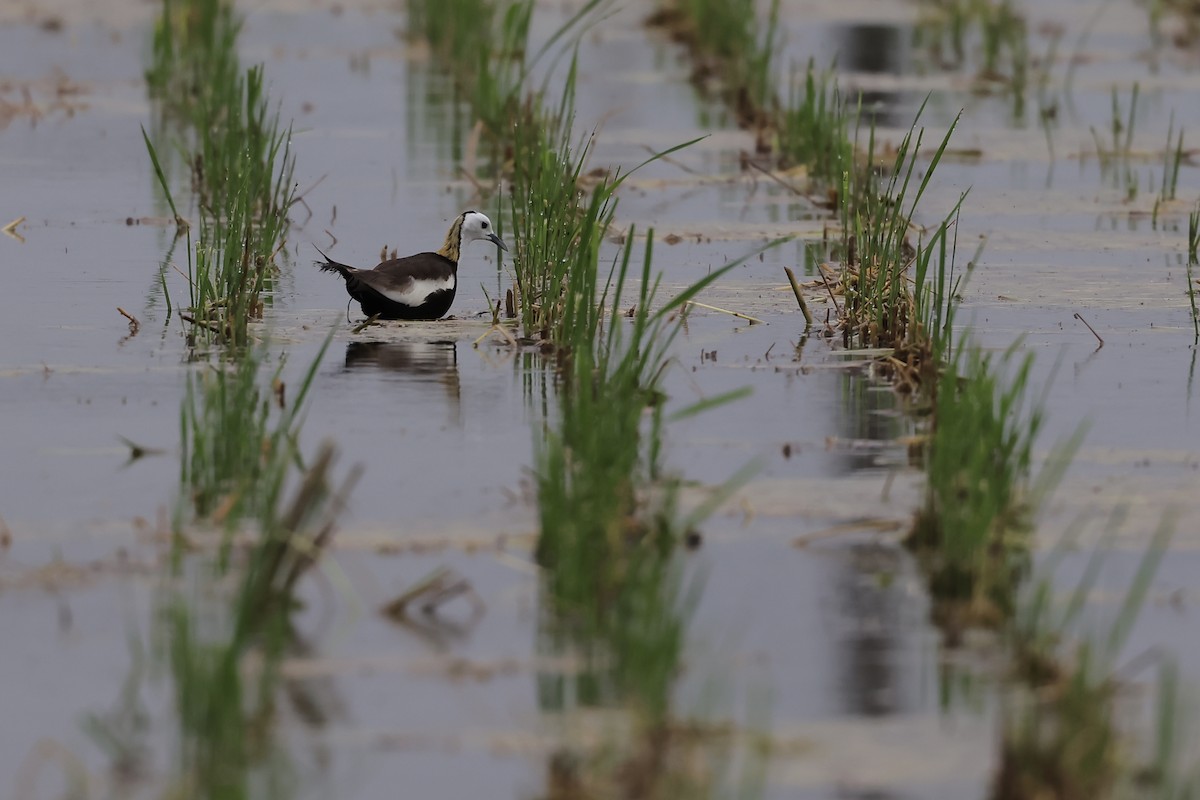 Pheasant-tailed Jacana - ML639752754