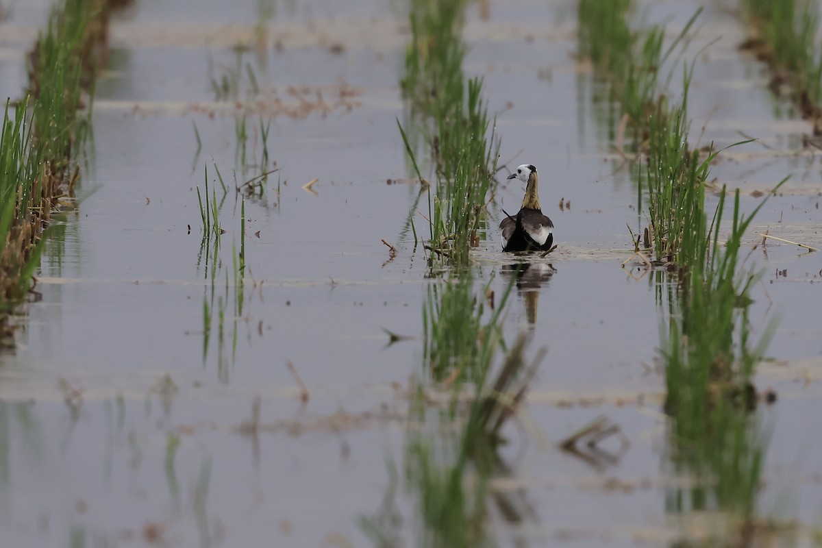 Pheasant-tailed Jacana - ML639752756